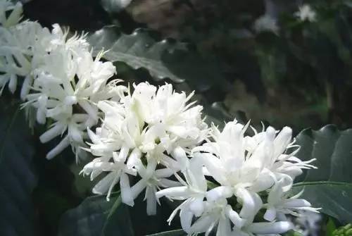  世界各国国花大全图表--第1张