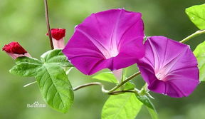  喇叭花般的绚丽花海——探寻与喇叭花相似的美丽花卉图片，喇叭花般的绚丽花海，探寻美丽花卉图片的奇妙之旅--第1张