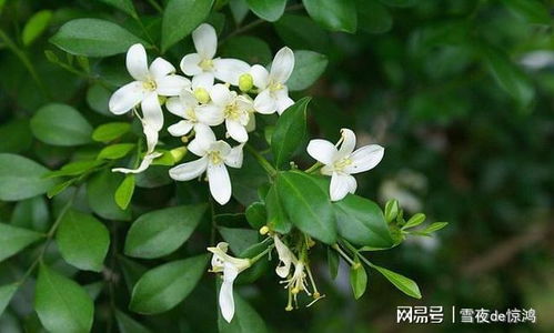  九里香有毒吗？一文带你了解真相--第1张