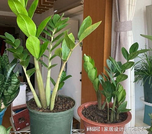  招财树有几种--第1张