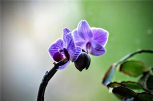  兰花花语解读兰花的象征意义--第1张