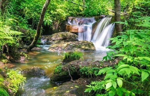  绿化苗木信息价——把握市场动态，提升苗木采购效率，绿化苗木信息价，掌握市场动态，提高采购效率--第1张