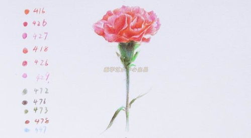  一束康乃馨花图片，温馨的母亲节礼物--第1张