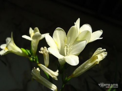  兰花的花语--第1张