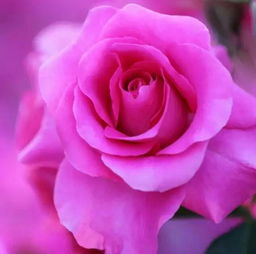  玫瑰花唯美图片意境——探寻浪漫之花的美妙世界，玫瑰花唯美图片意境，探寻浪漫之花的美妙世界--第1张