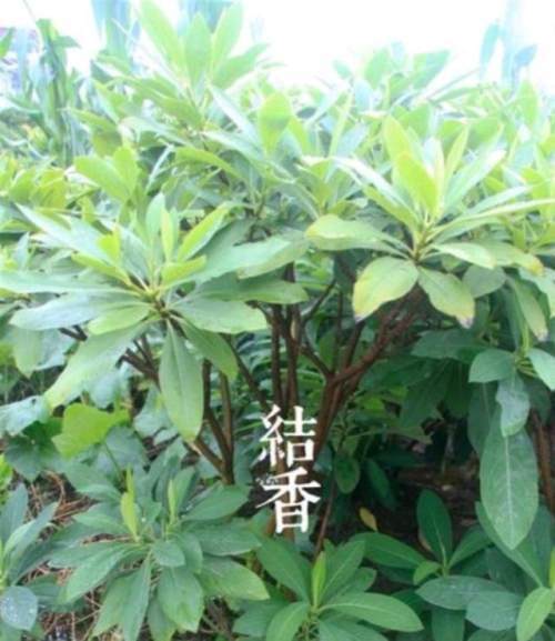  结香属于乔木还是灌木--第1张