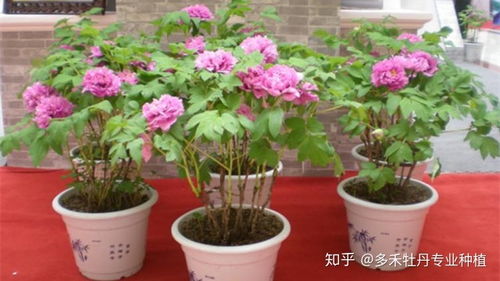  牡丹花的种植方法和时间--第1张