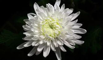  白菊花的花语，白菊花的花语，哀伤、悼念、离别。--第1张