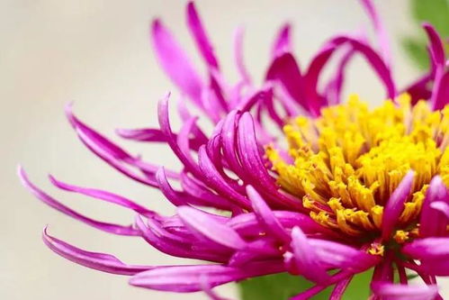  十一月份最有代表性的花，秋天的使者——菊花--第1张