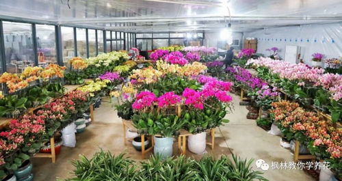  鲜花店一般都卖什么花