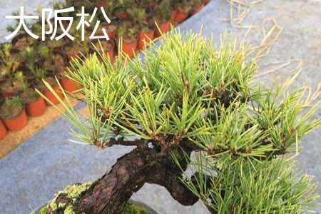  日本五针松，独特的魅力与养护技巧--第1张