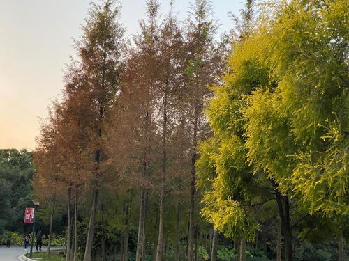  水杉的寓意和象征，水杉的寓意和象征意义，生命、永恒与美丽--第1张
