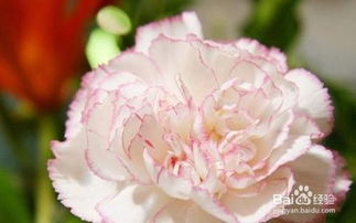  粉色康乃馨，爱的象征，粉色康乃馨，爱的象征的花语故事--第1张