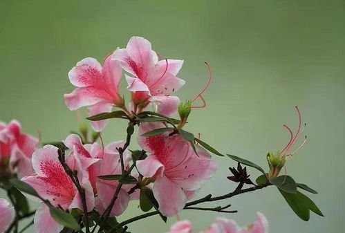  适合送给父亲的花以及花语--第1张