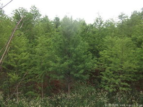  池杉，基于您提供的内容，我生成的标题是，池杉，水生植物中的瑰宝。--第1张