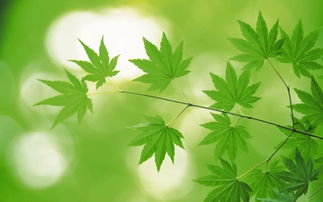  桧柏，古老而永恒的绿色精灵--第1张