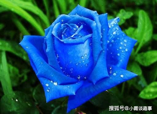  蓝色妖姬玫瑰花图片——永恒的爱与浪漫的象征，永恒浪漫，蓝色妖姬玫瑰花图片--第1张