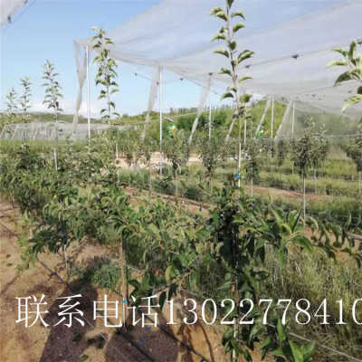  今日苗木求购及电话，今日苗木求购及电话，寻求优质苗木及联系方式--第1张