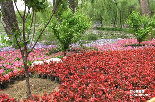  绿化路边花草品种大全--第1张