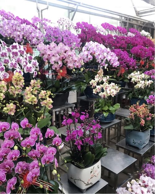  西安花卉市场排名及购买建议--第1张