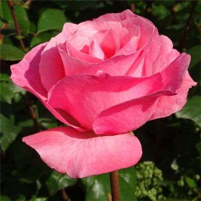 粉红色玫瑰花真实图片，美丽与浪漫的完美结合，粉红色玫瑰花，美丽与浪漫的视觉盛宴--第1张