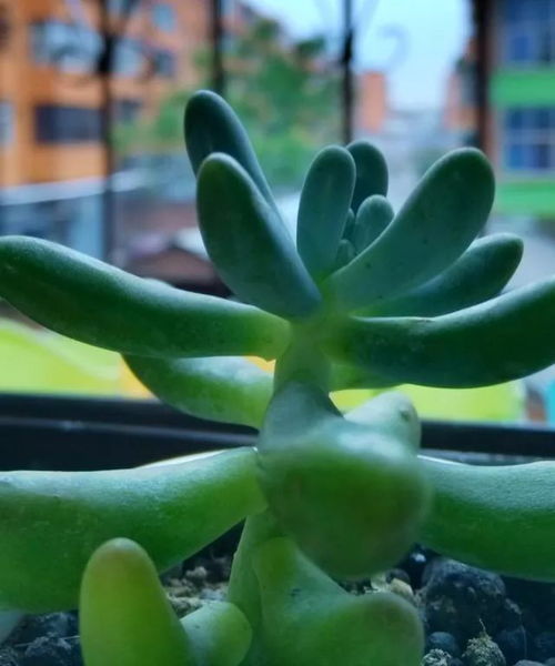  各种植物的传播方式--第1张