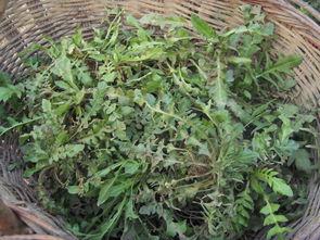  抗癌四大草王--第1张