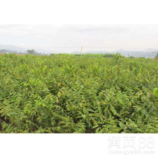  最新免费苗木求购信息597，寻找优质苗木，从这里开始--第1张