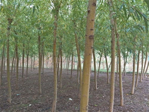  苗木信息价查询软件，高效、便捷的苗木市场利器，苗木信息价查询软件，高效、便捷的苗木市场利器，轻松掌握市场行情--第1张