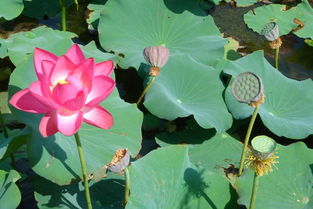  ，四季花开，春夏秋冬的美丽篇章，四季花开，春夏秋冬的美丽篇章--第1张
