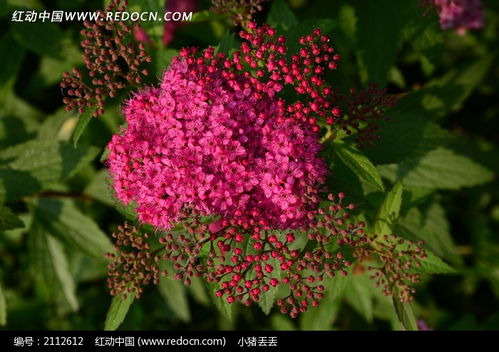  绣线菊，自然的色彩编织者，自然的色彩编织者--第1张