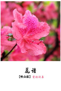  花语大全--第1张