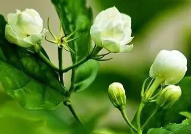  盆栽茉莉花怎么养家庭养法，盆栽茉莉花家庭养法，养护技巧与注意事项--第1张