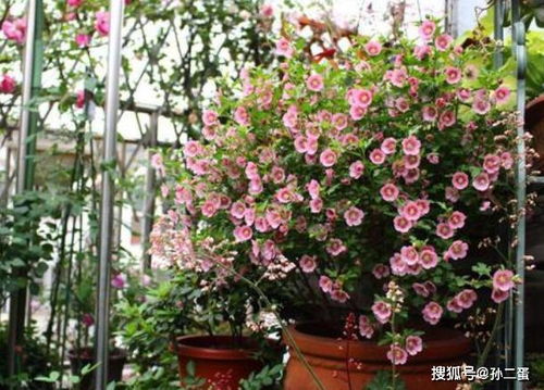  木槿花的养殖方法和注意事项，木槿花的家庭养殖方法和注意事项--第1张