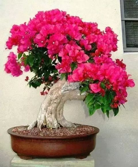  结香花盆景--第1张