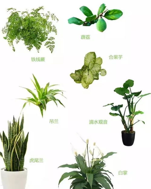  植物图片大全大图，植物大图集，自然之美--第1张