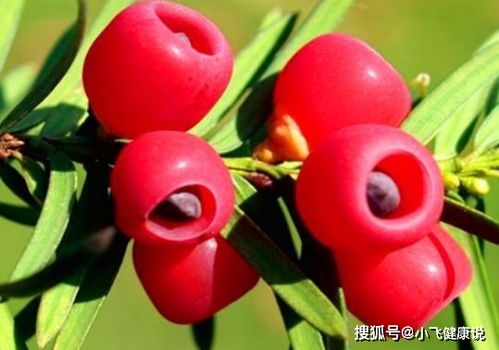  短剧叶少的假面毒妻全集观看--第1张
