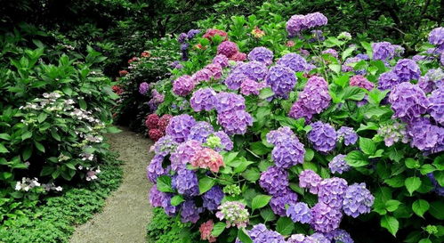  绣球花寓意和象征，绣球花的花语，希望、忠贞、永恒、圆满和美。--第1张