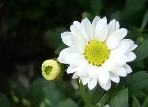  各种花语大全，各种花语大全，玫瑰、百合、郁金香、向日葵等花卉的含义和象征意义--第1张