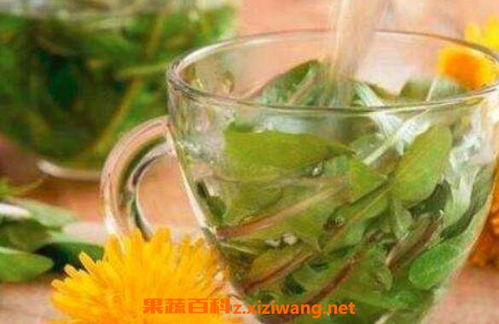  蓝蝴蝶花泡水喝的功效，蓝蝴蝶花泡水喝，清热解毒、美容养颜--第1张