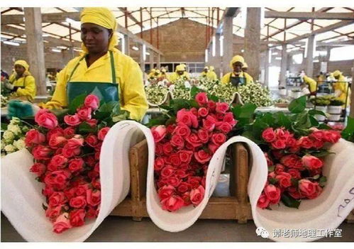  揭秘鲜花从哪里批发，探寻鲜花批发市场背后的秘密，探寻鲜花批发市场背后的秘密，从哪里批发鲜花--第1张