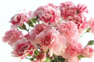  母亲节康乃馨送几朵，一份深情与礼物的平衡--第1张