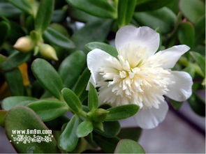  花朵大全图片及名称--第1张
