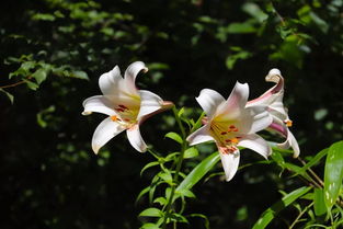  心田上的百合花开，心田上的百合花开，顽强的生命力和坚定的信念--第1张