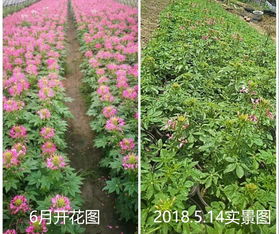  哪里求购苗木？掌握这些信息，轻松找到合适的供应商--第1张