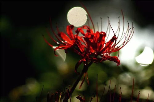  曼珠沙华与彼岸花，花语之神秘传说--第1张