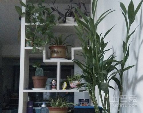  客厅放什么植物最好--第1张