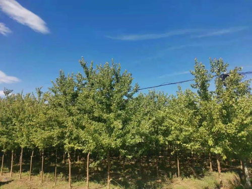 苗圃转让信息 苗圃转让信息--第1张