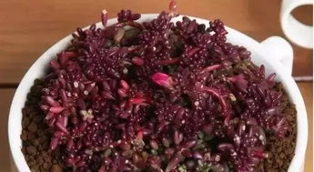  花市鲜花网，一站式鲜花采购平台--第1张