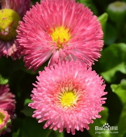 各种花的花语星座，星座花语，不同星座与花的完美搭配--第1张